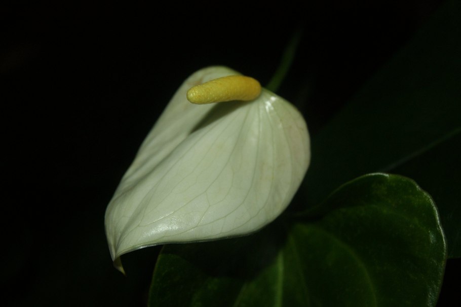 Антуриум цветок белый