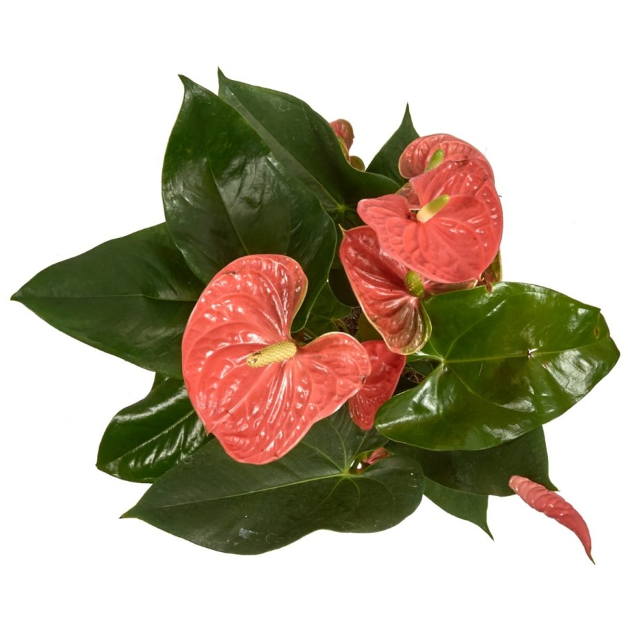 Спатифиллум цветок женского счастья