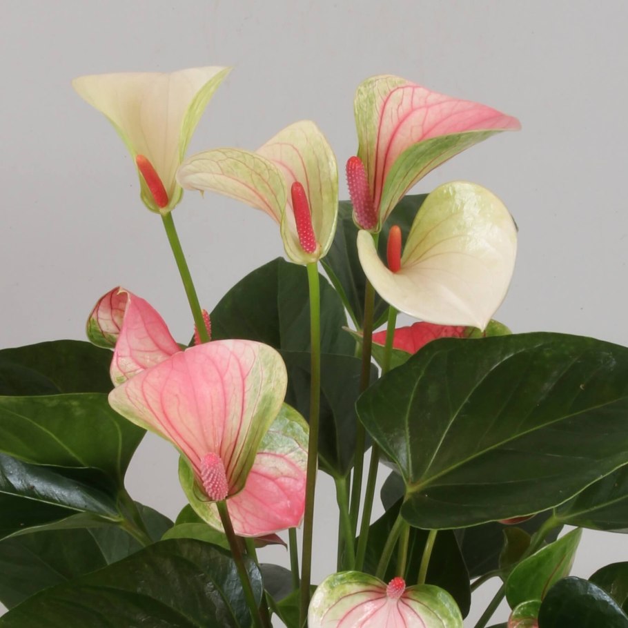 Антуриум White Champion