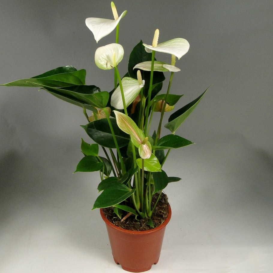 Антуриум белый чемпион