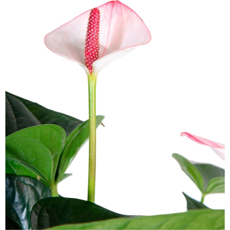 Anthurium цветок белый