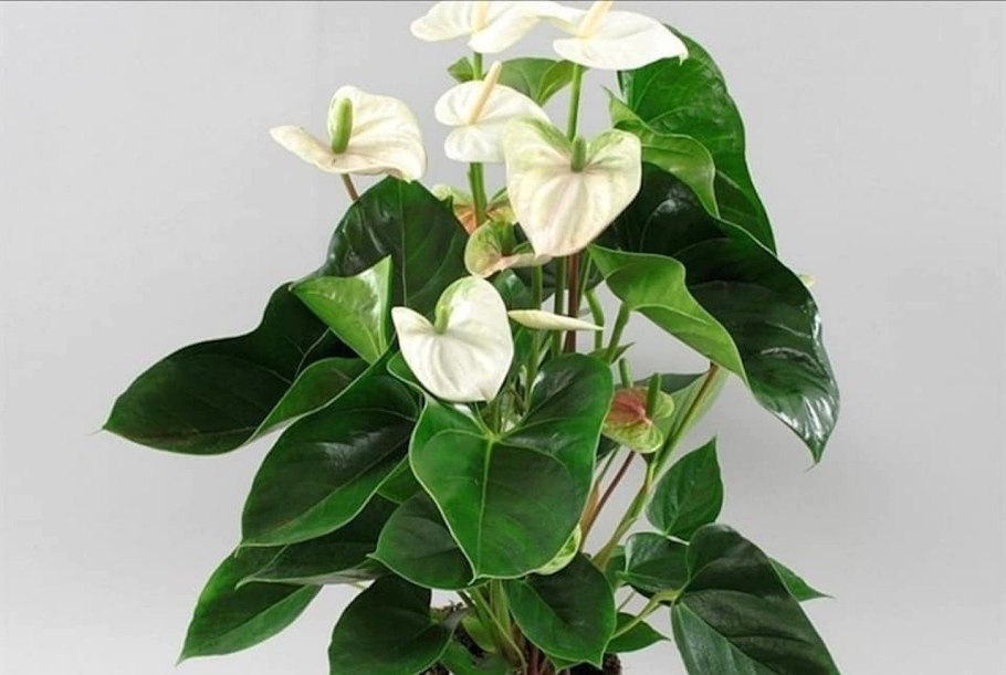 Антуриум success White