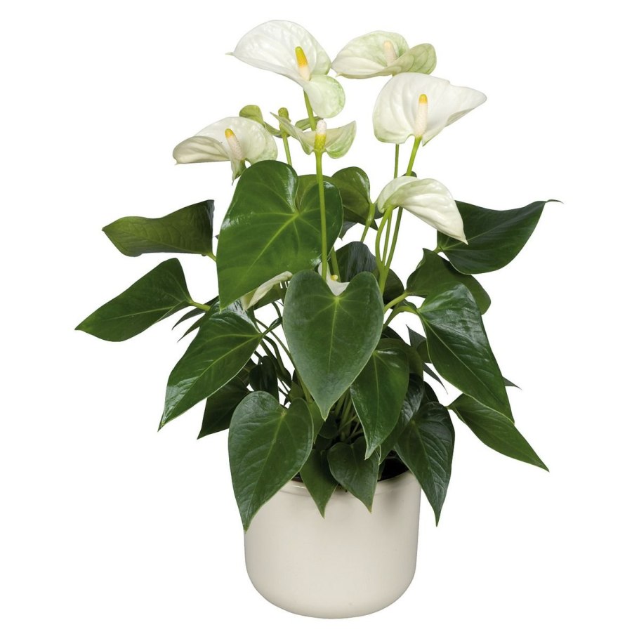 Антуриум Сиерра Вайт