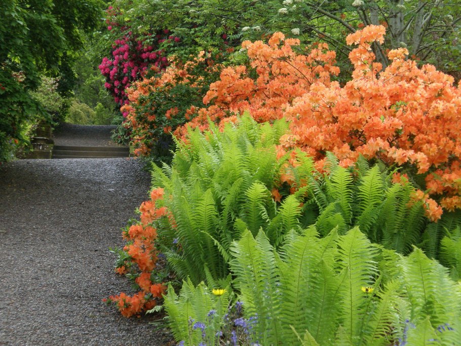 Папоротник страусник в ландшафте