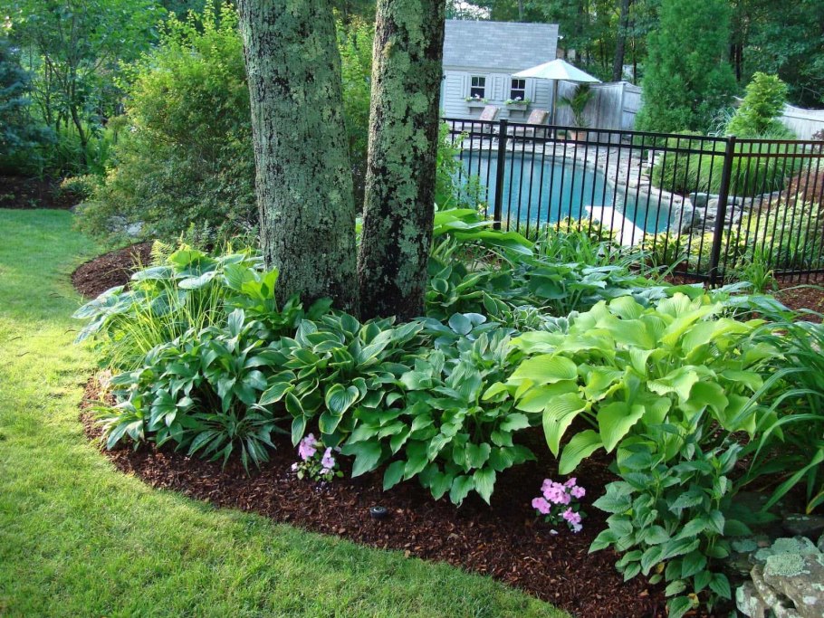 Бадан с хостой и папоротником