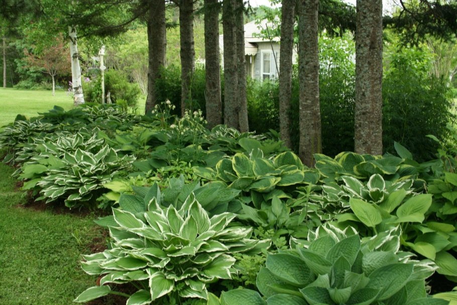 Хоста лилейник миксбордер