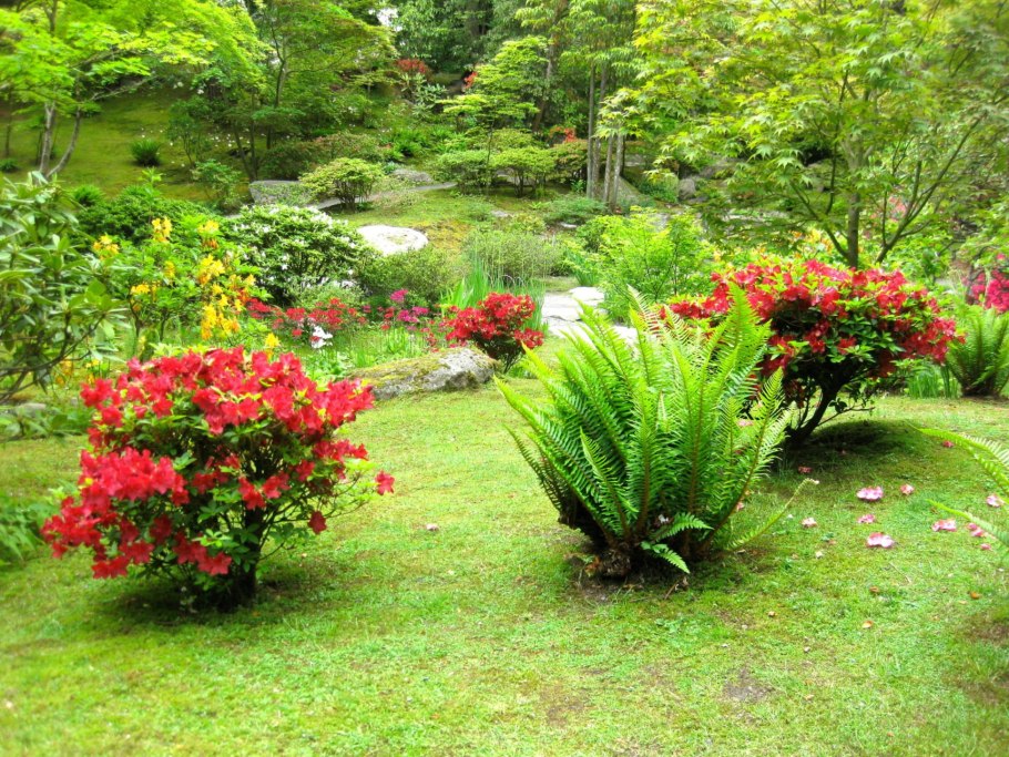 Лилейники рододендрон