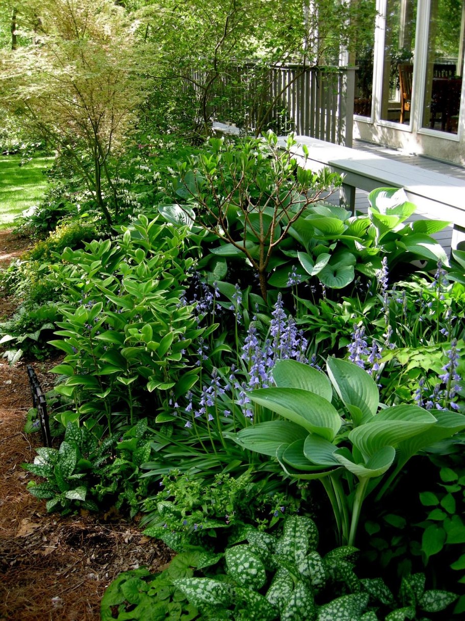 Яванский папоротник