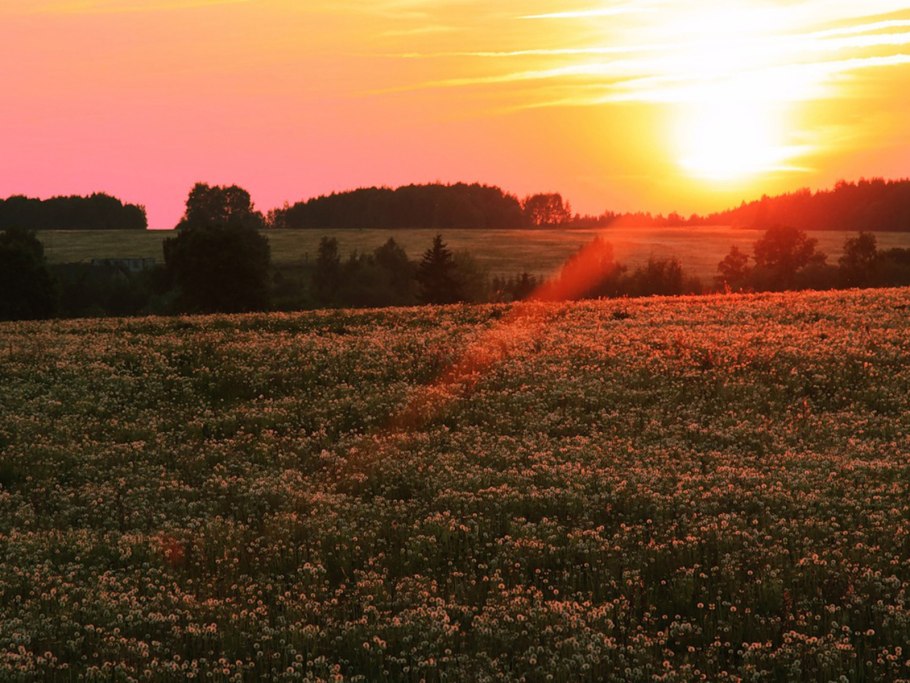 Поле вечером