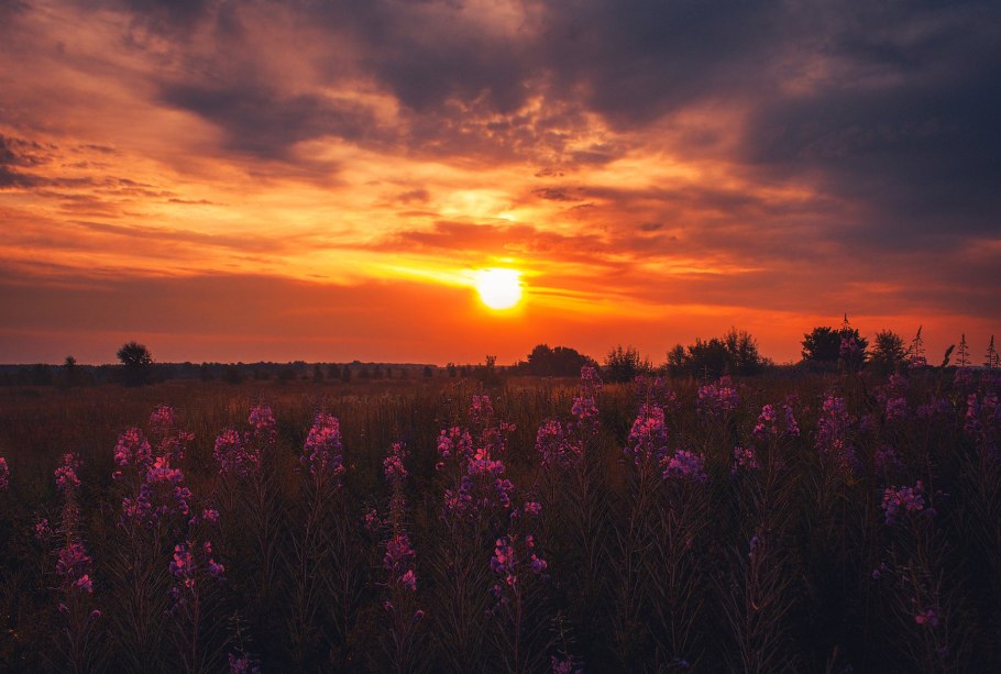 Иван чай на закате