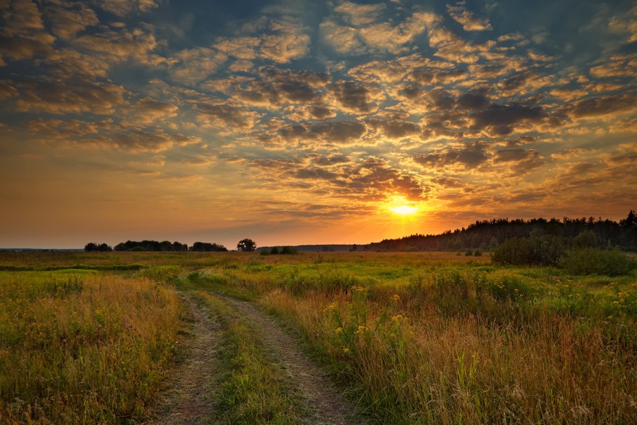 Поляна в лесу