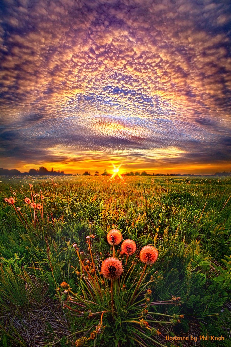 Воронеж поля природа