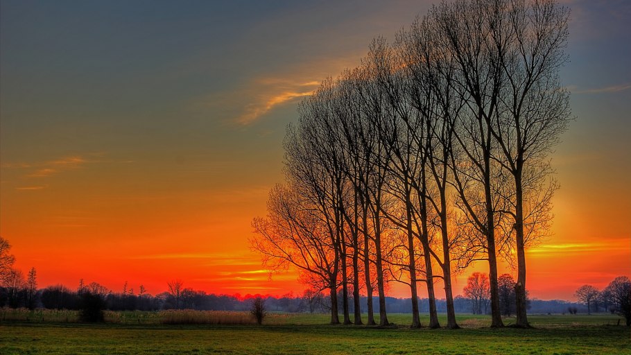 Дерево в поле на рассвете