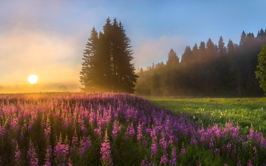 Пейзаж поле вечер
