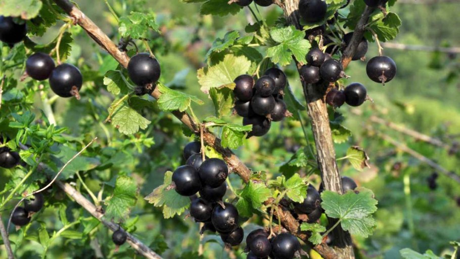 Йошта ribes Jostaberry