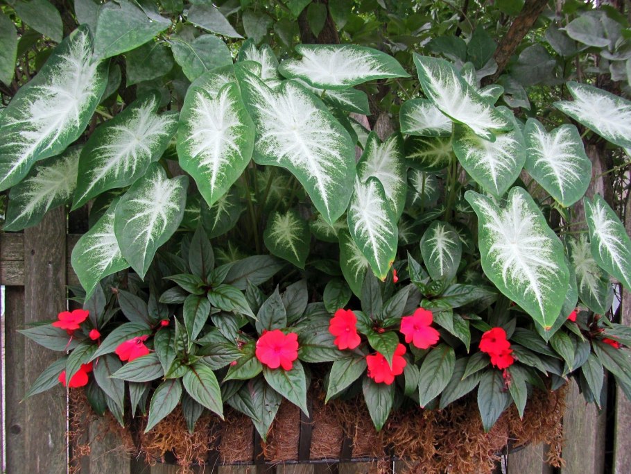 Каладиум Strawberry Star