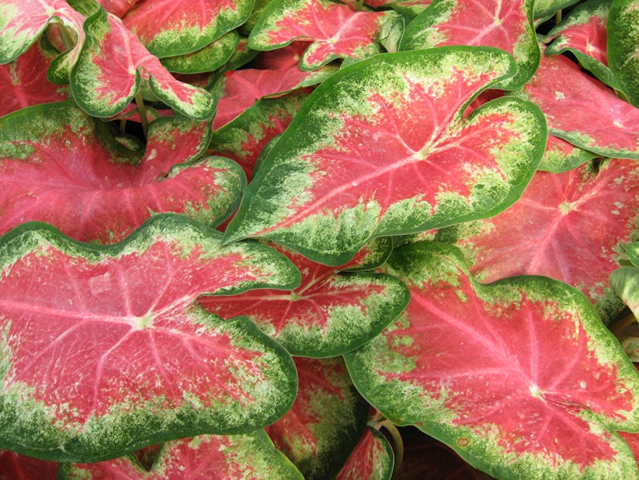 Каладиум Фиеста