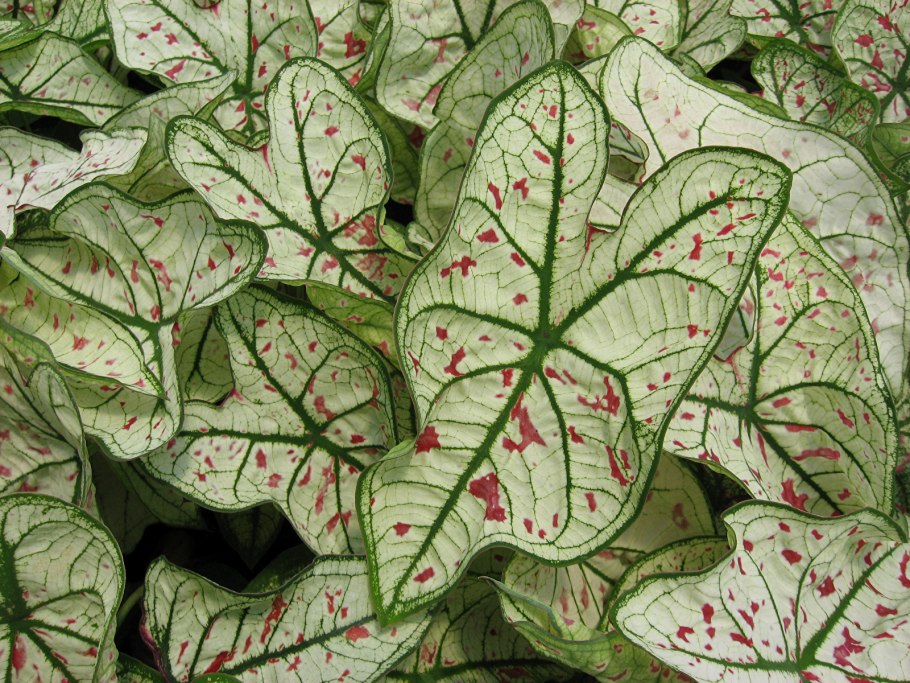 Каладиум Strawberry Star