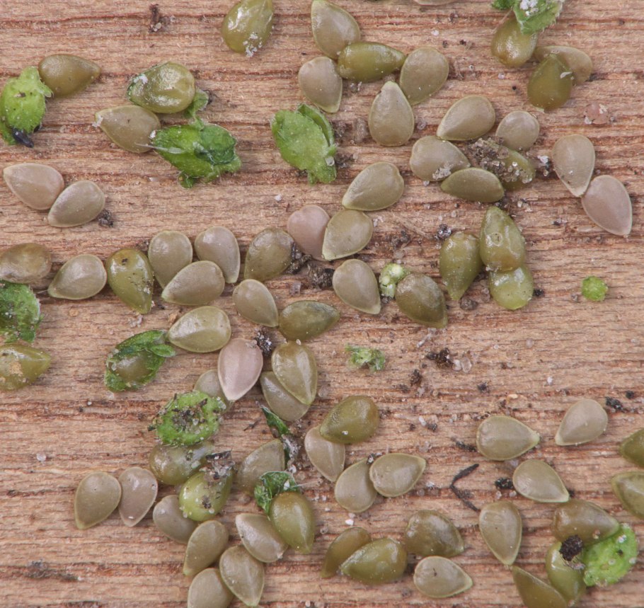 Соцветие крапивы двудомной