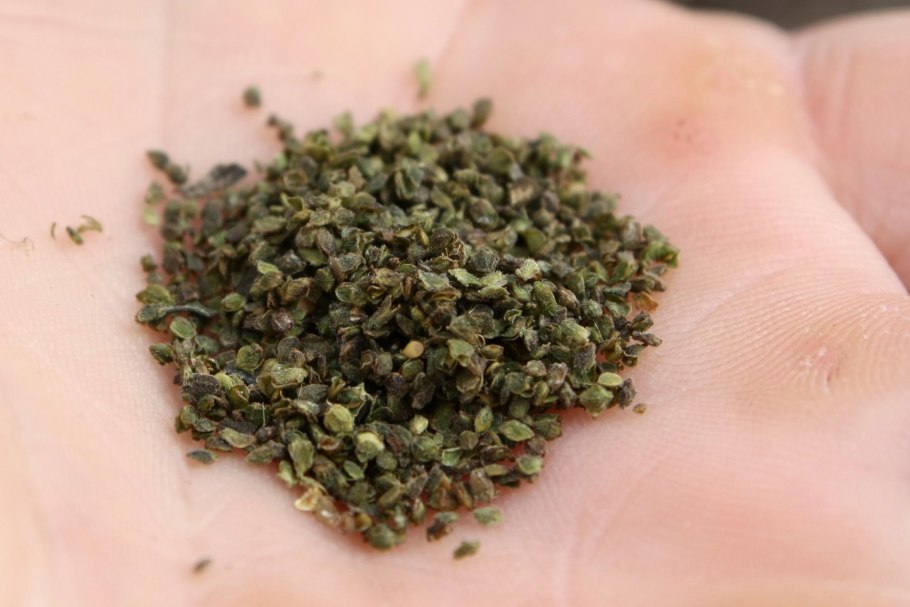 Семена крапивы двудомной