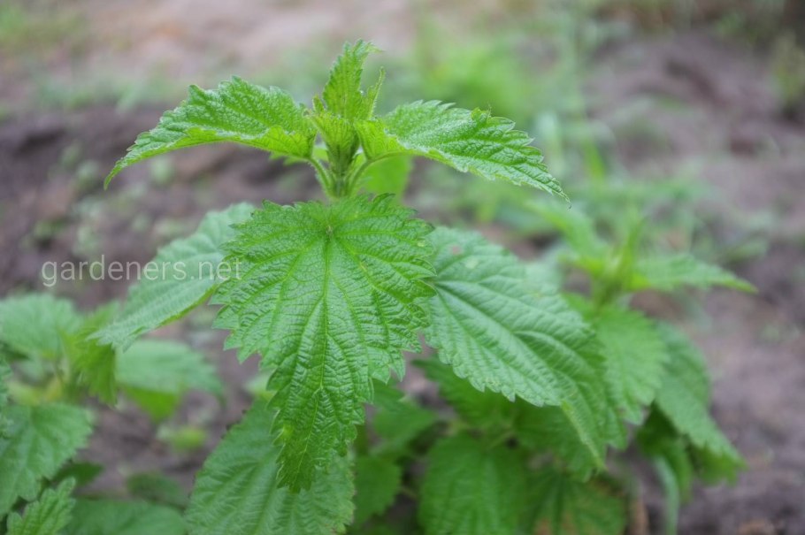 Крапива двудомная ядовитая?