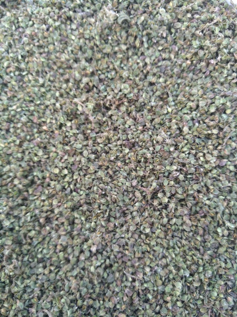 Семена крапивы двудомной