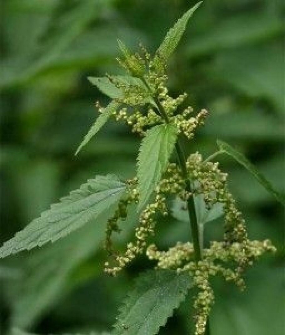 Крапива двудомная лист