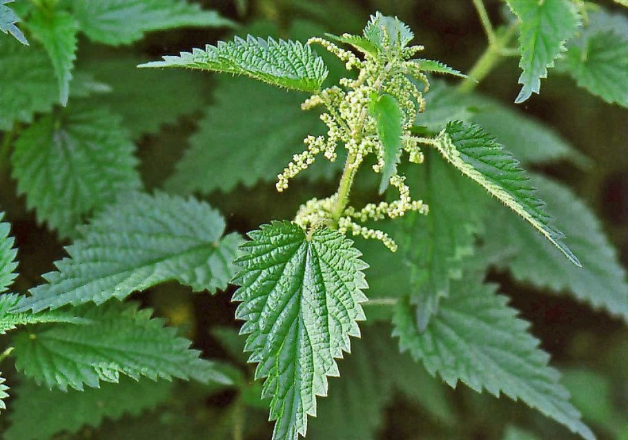 Семена крапивы двудомной