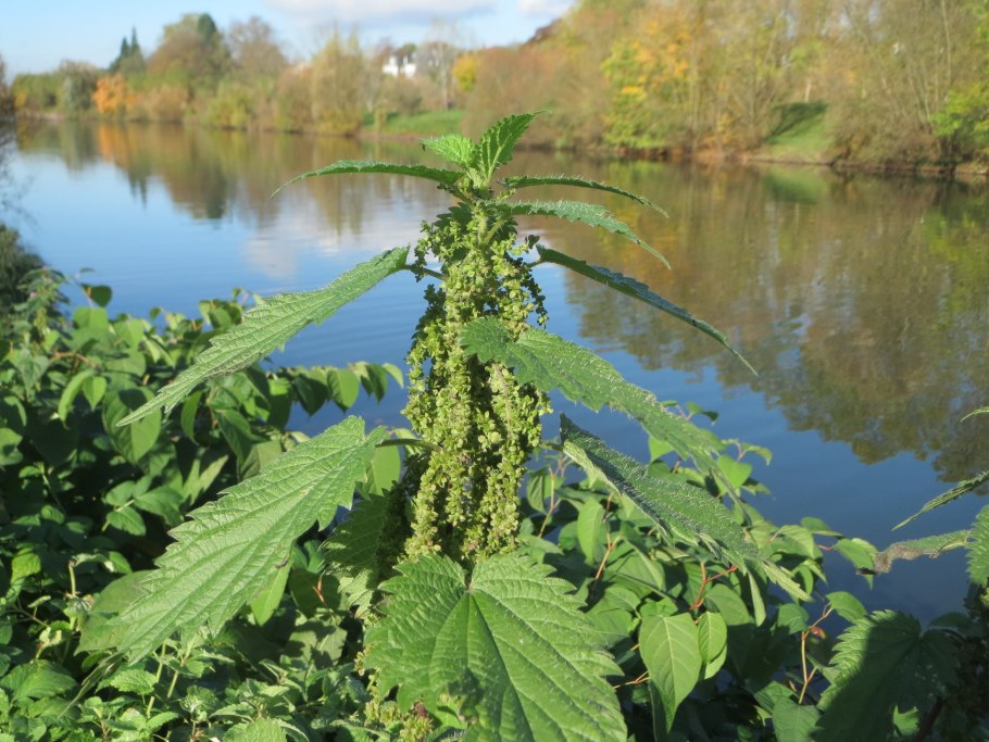 Крапива двудомная отличие от жгучей