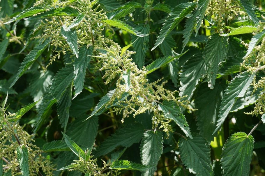 Крапива двудомная (Urtica dioica)