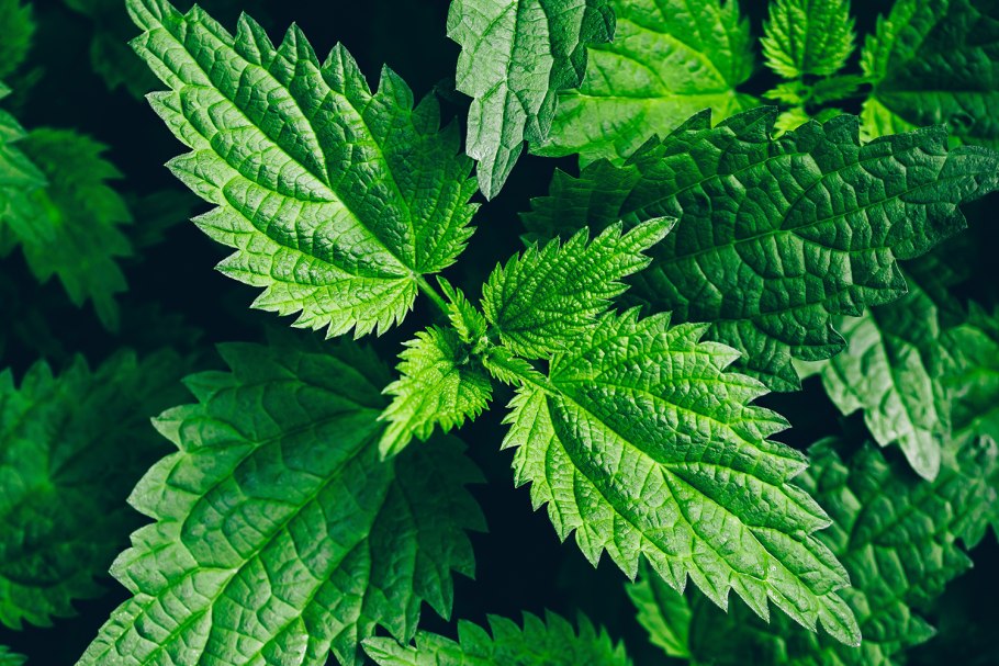 Соцветие крапивы двудомной