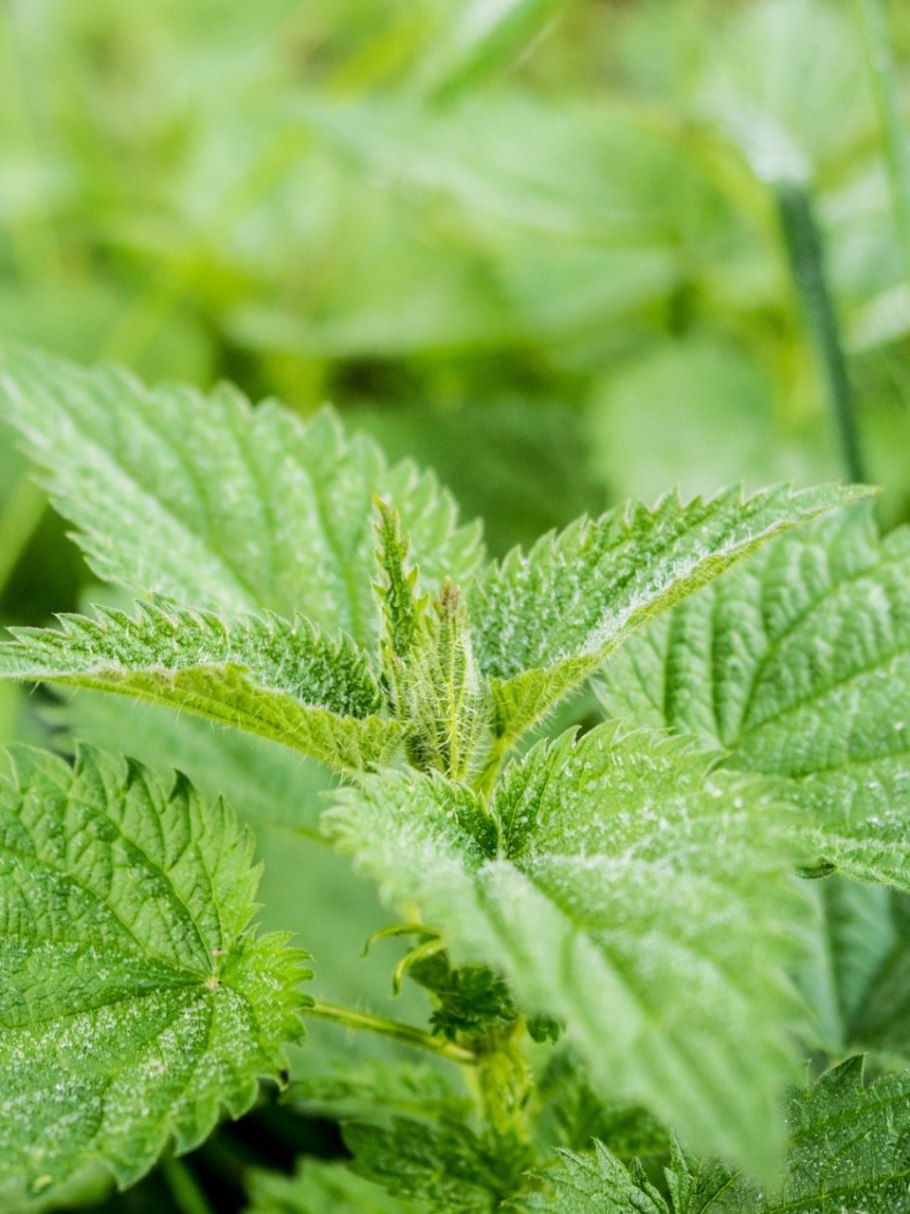 Крапива двудомная семя