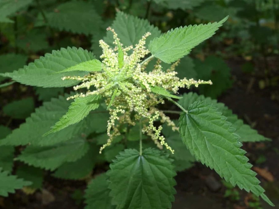 Семена крапивы двудомной