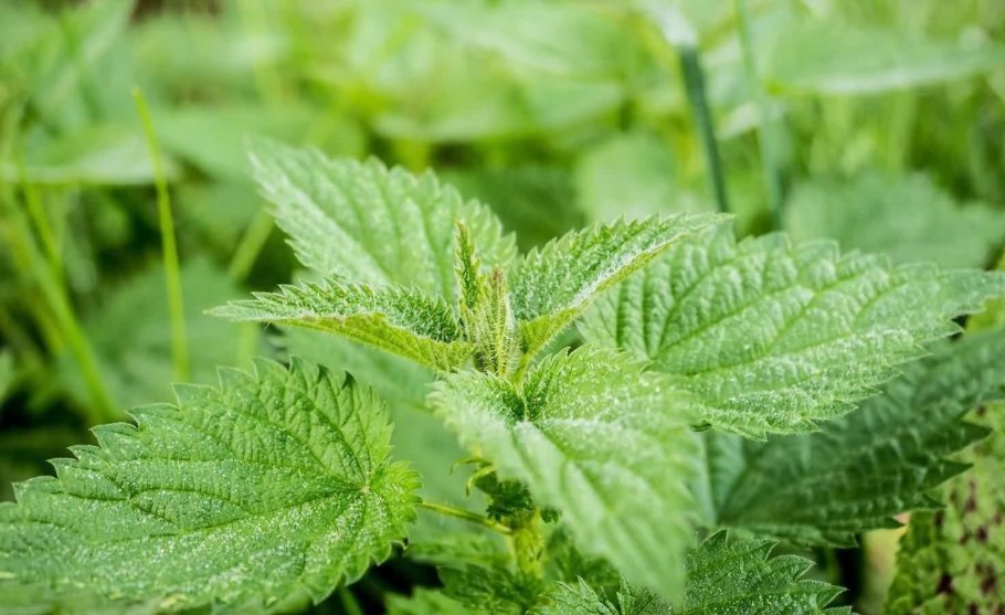 Крапива двудомная