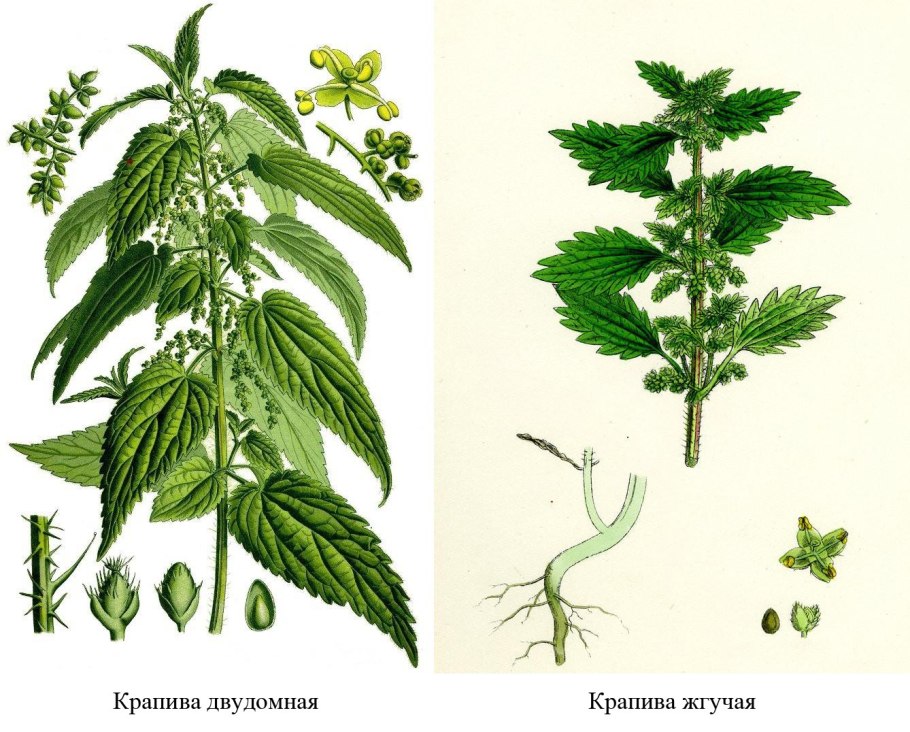 Крапива Тунберга