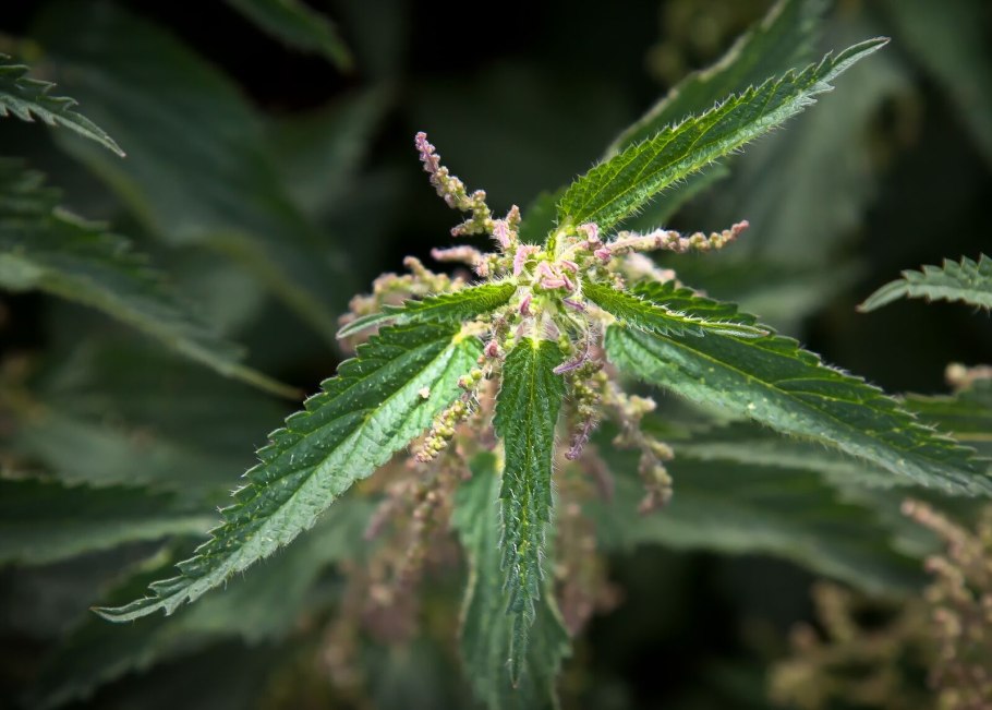 Крапива двудомная семя