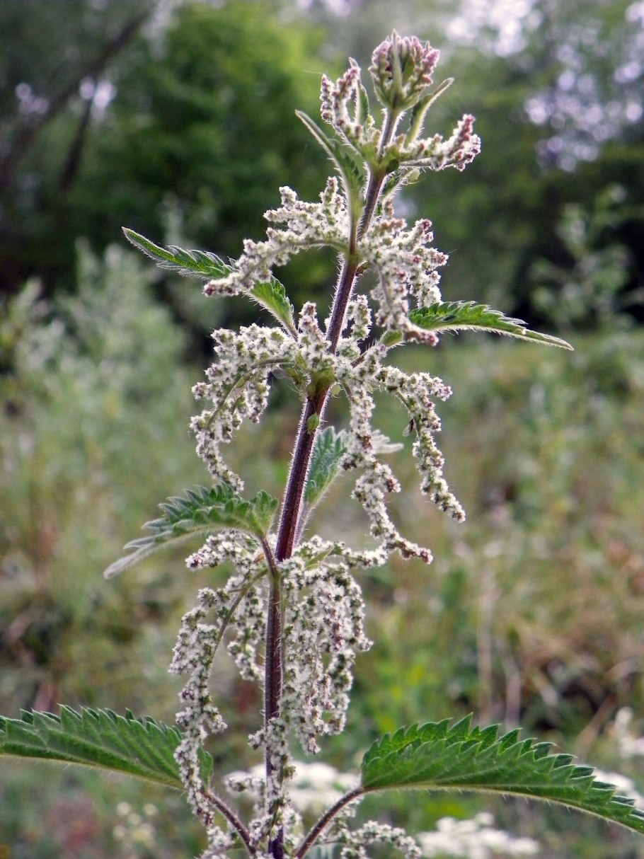 Urtica dioica