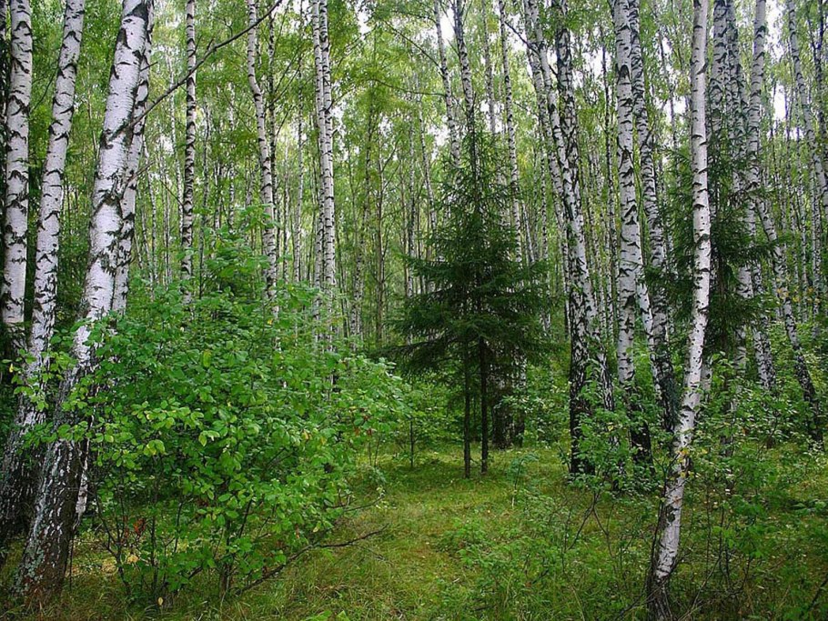 Смешанные и широколиственные леса Урал