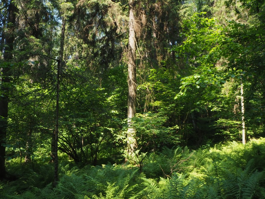 Temperate broadleaf and Mixed Forest