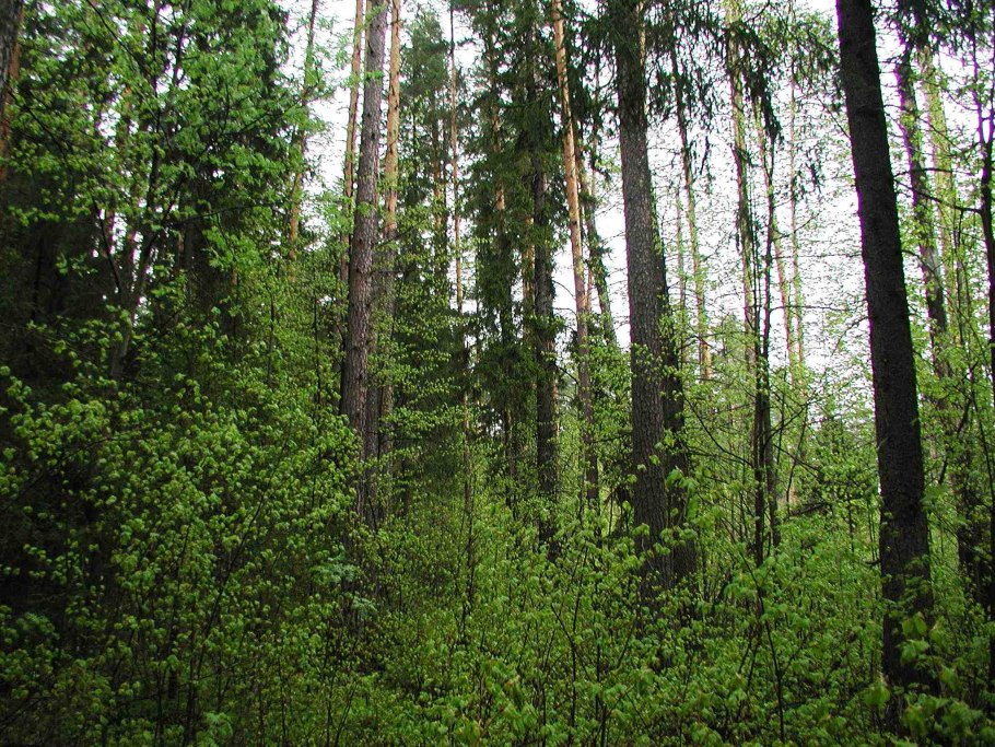 Еловый лес биоценоз