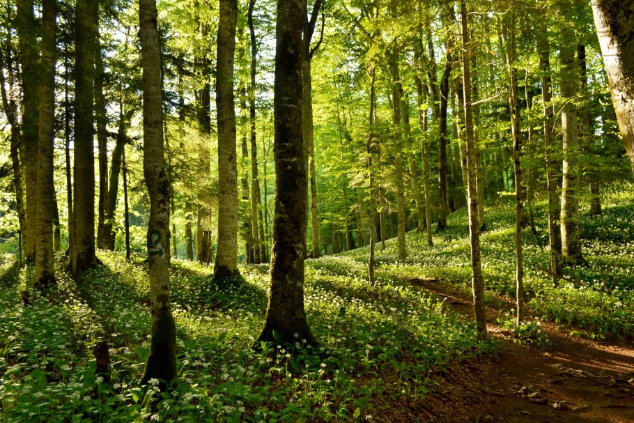 Лесная экосистема