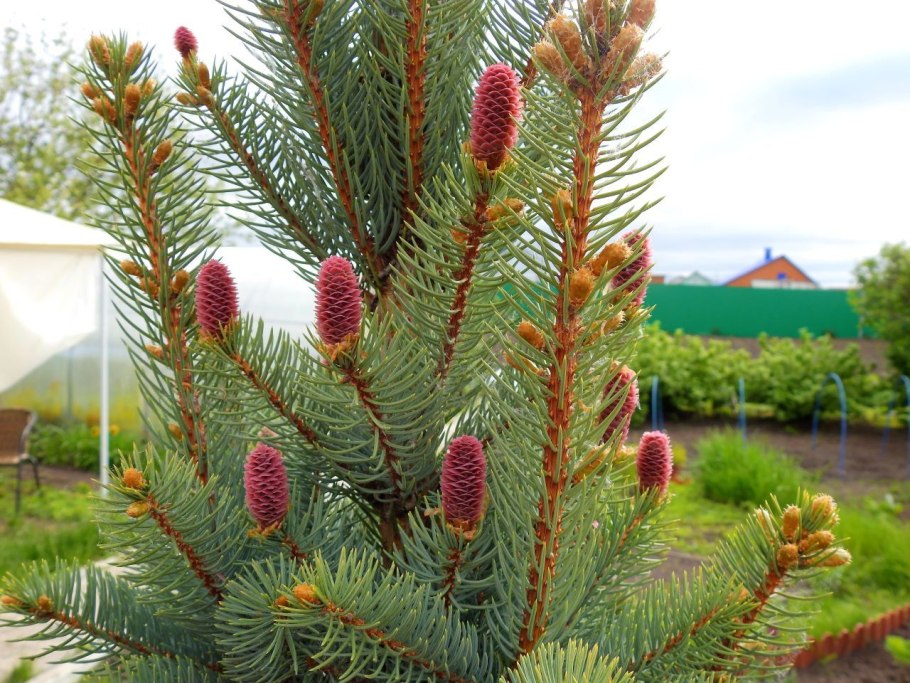 Голубая ель цветет