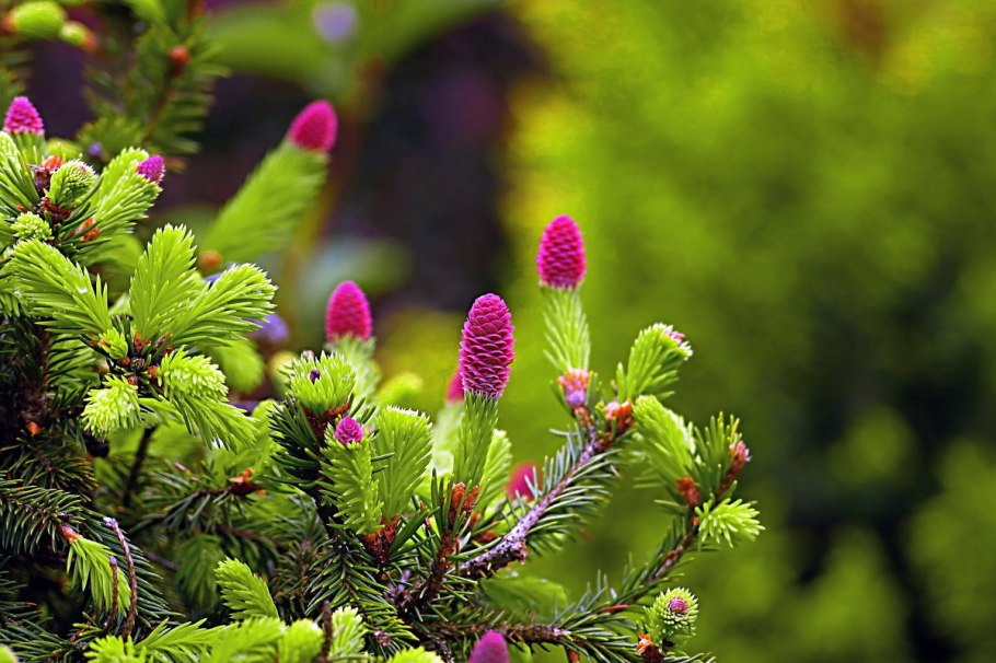 Пихта Крымская