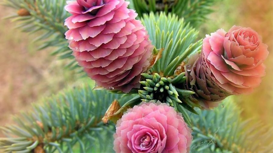 Полярная роза лиственница