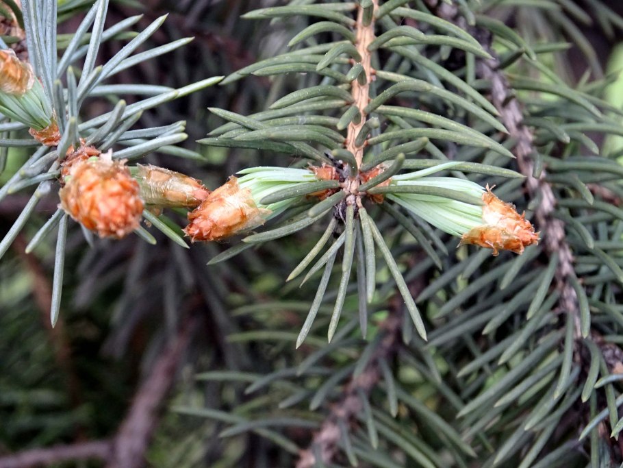 Голубая ель зацвела