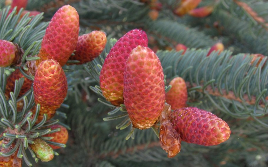 Ель цветение