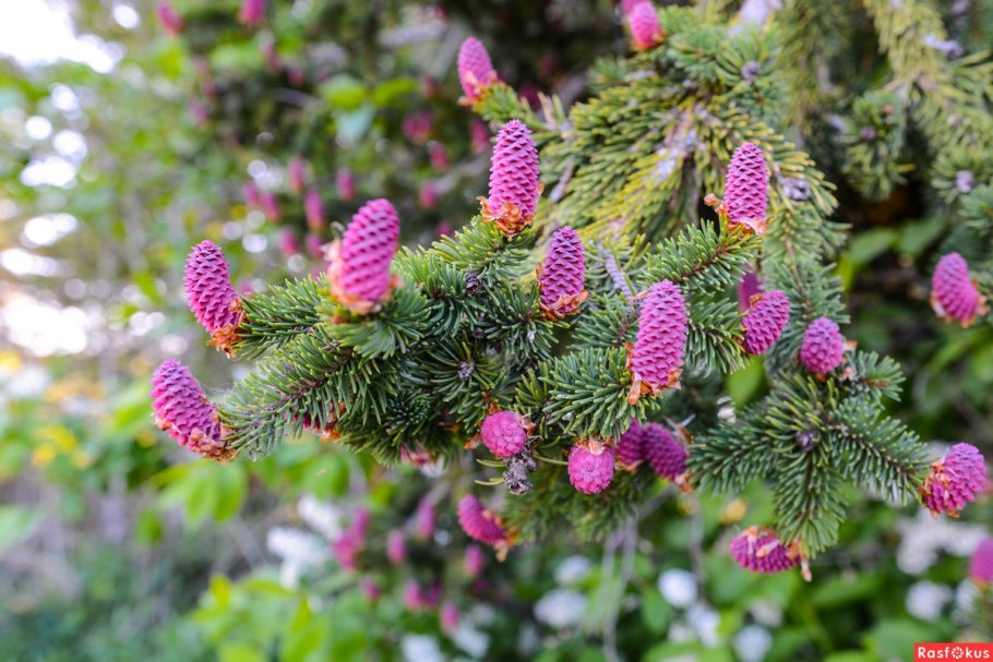 Ель Аянская Нана