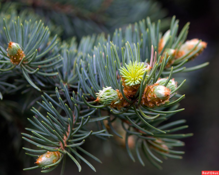 Голубая ель цветет