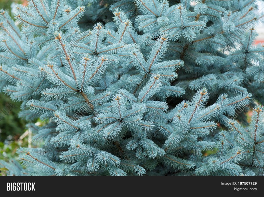 Ель колючая "San Juan"