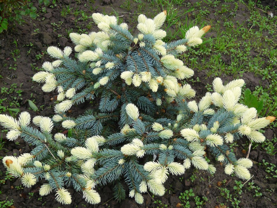 Ель колючая Биалобок